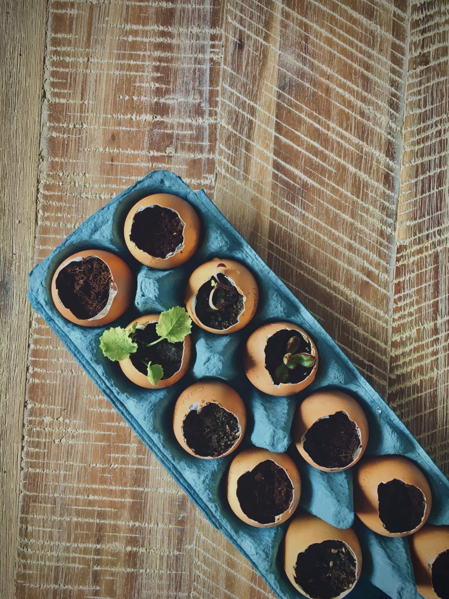 https://mindfulofthehome.com/wp-content/uploads/2021/05/egg-shell-planters-for-seedlings.jpg